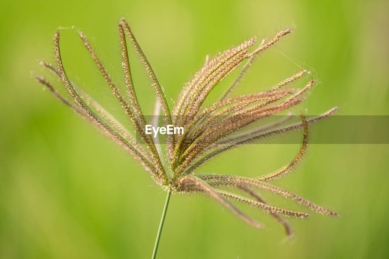 Close-up of plant on field