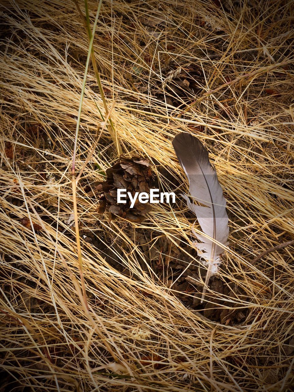 HIGH ANGLE VIEW OF BIRD NEST ON GRASS