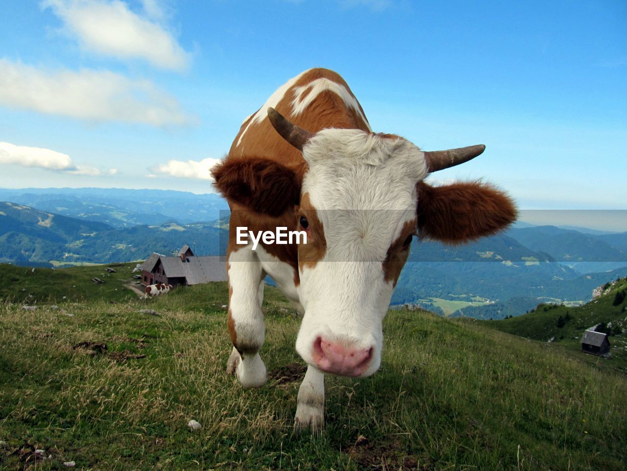 SHEEP ON GRASSY FIELD