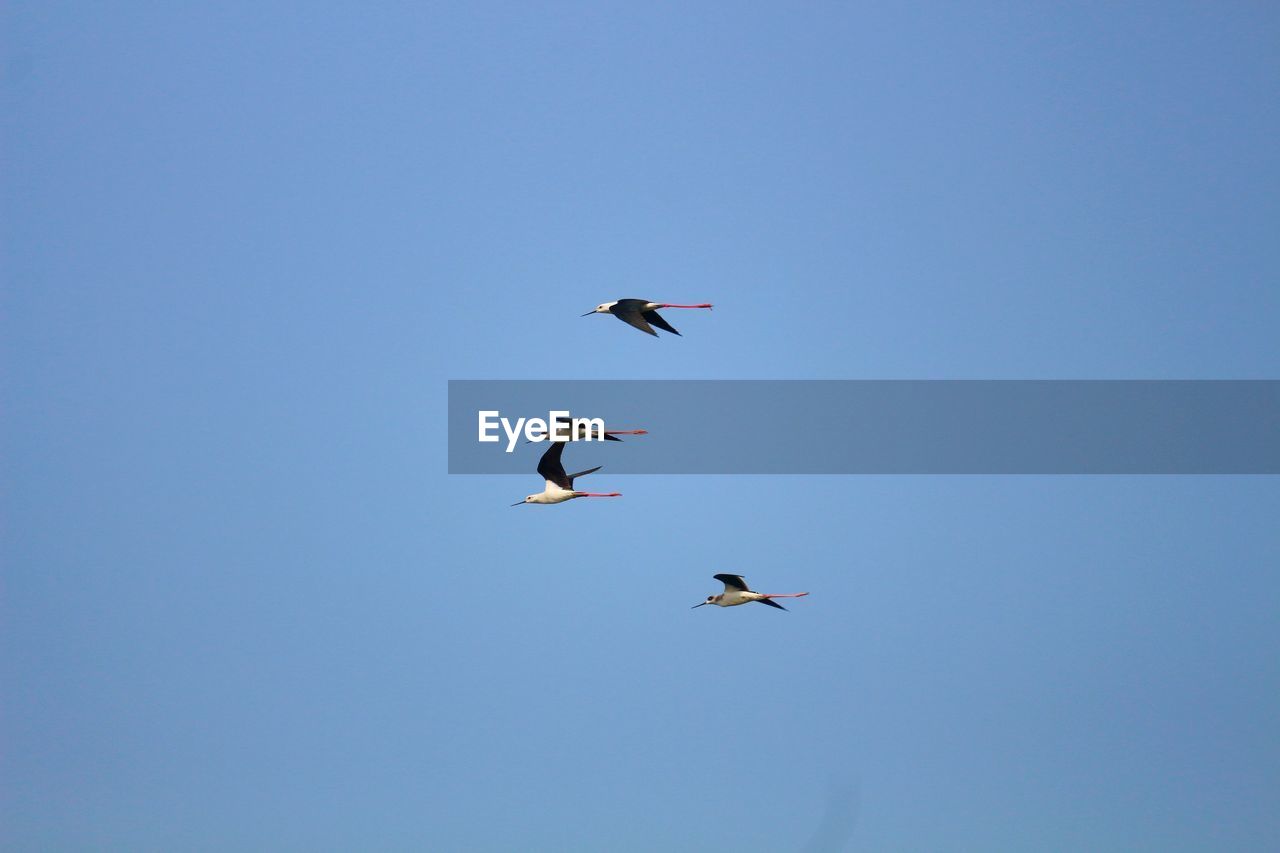 LOW ANGLE VIEW OF BIRDS FLYING AGAINST CLEAR BLUE SKY