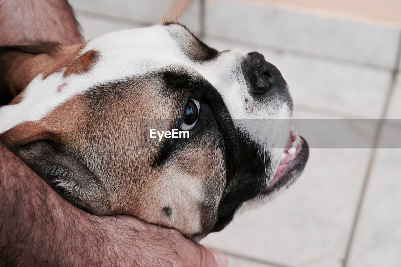 Close-up of dog looking away