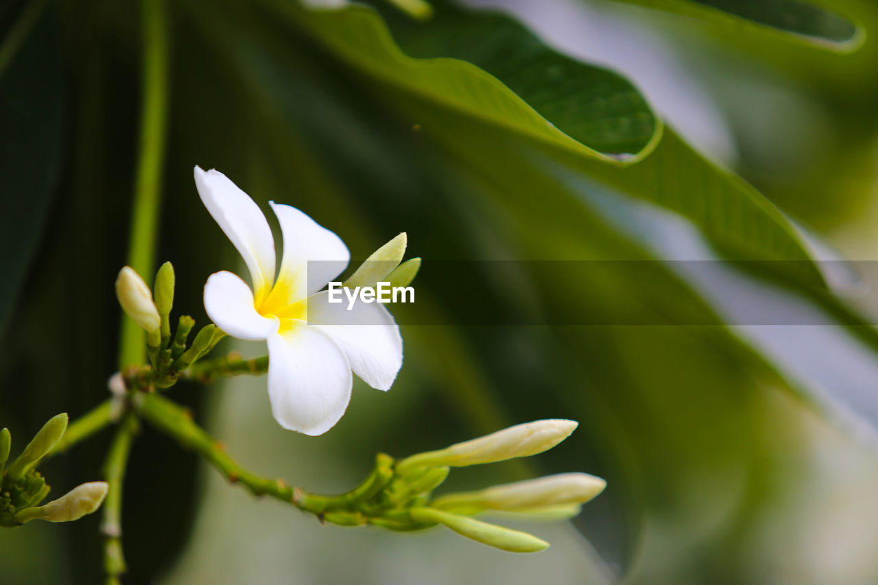 CLOSE-UP OF WHITE FLOWER