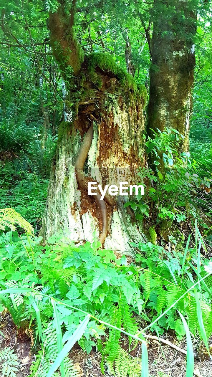 DEAD TREE IN FOREST