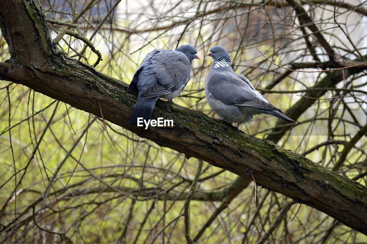 Low angle view of birds perching on tree