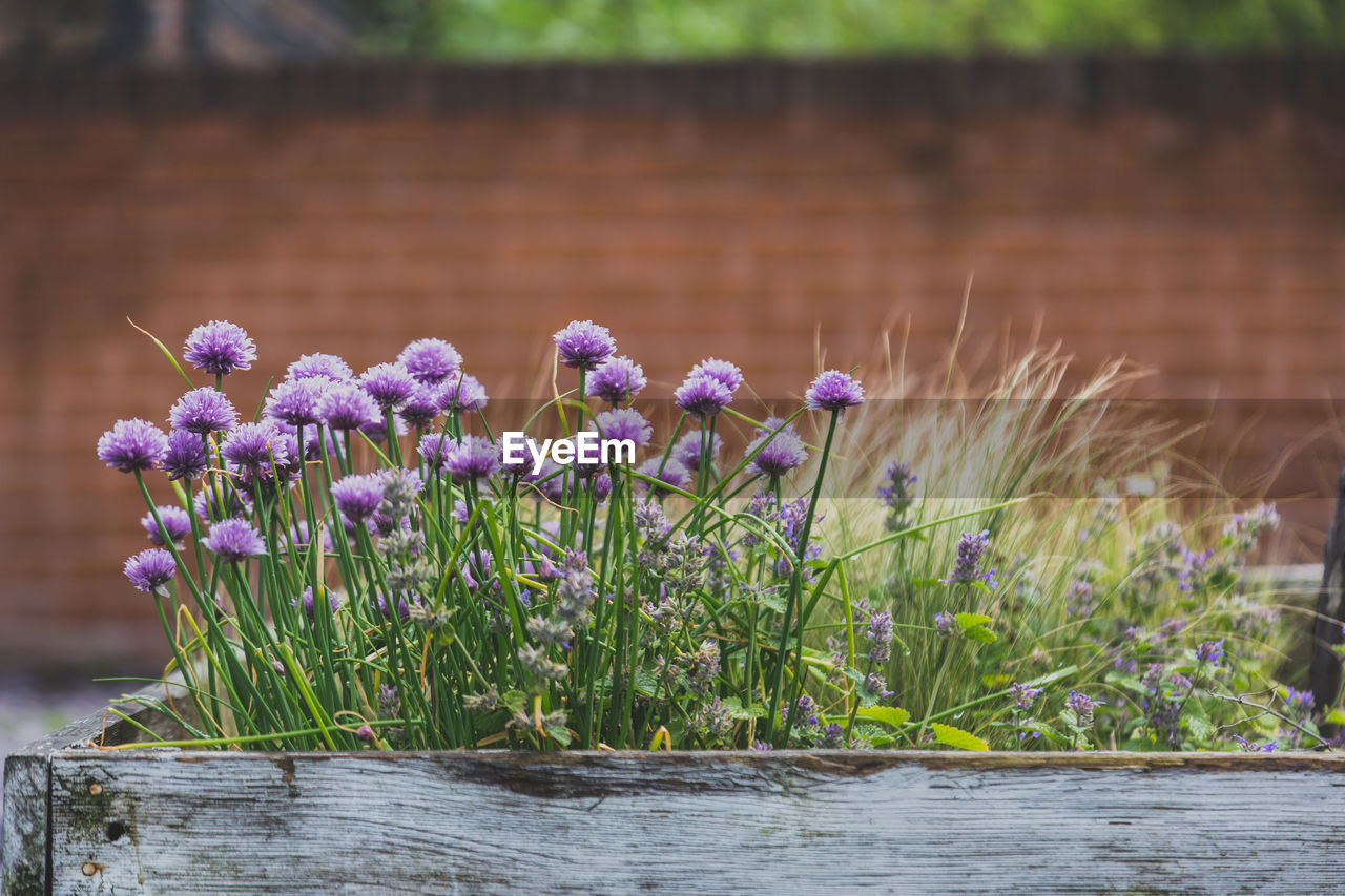 CLOSE-UP OF FLOWERS GROWING ON LAKE