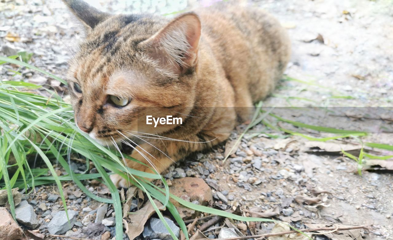 CLOSE-UP OF GINGER CAT