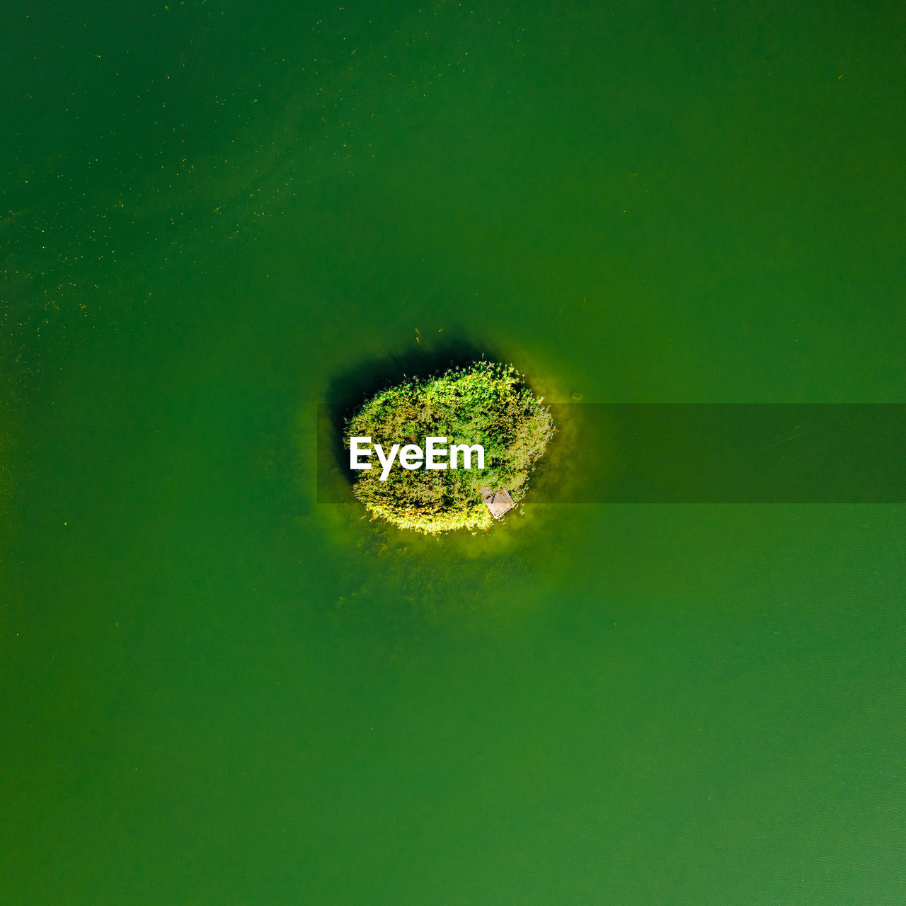 HIGH ANGLE VIEW OF GREEN LEAF ON WATER