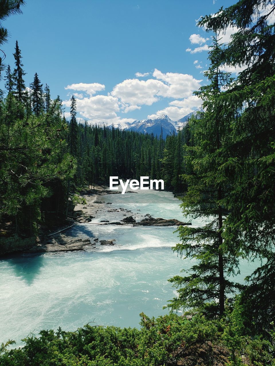 Scenic view of river amidst trees in forest against sky