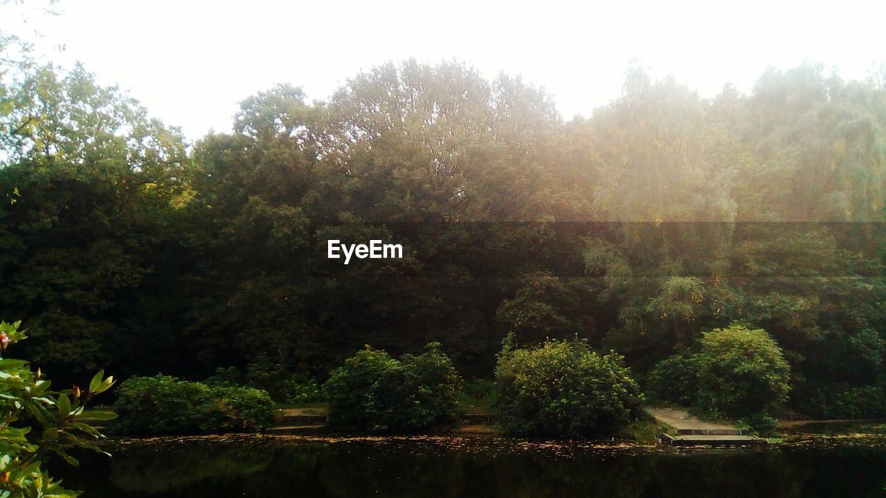 TREES AND PLANTS GROWING IN FOREST