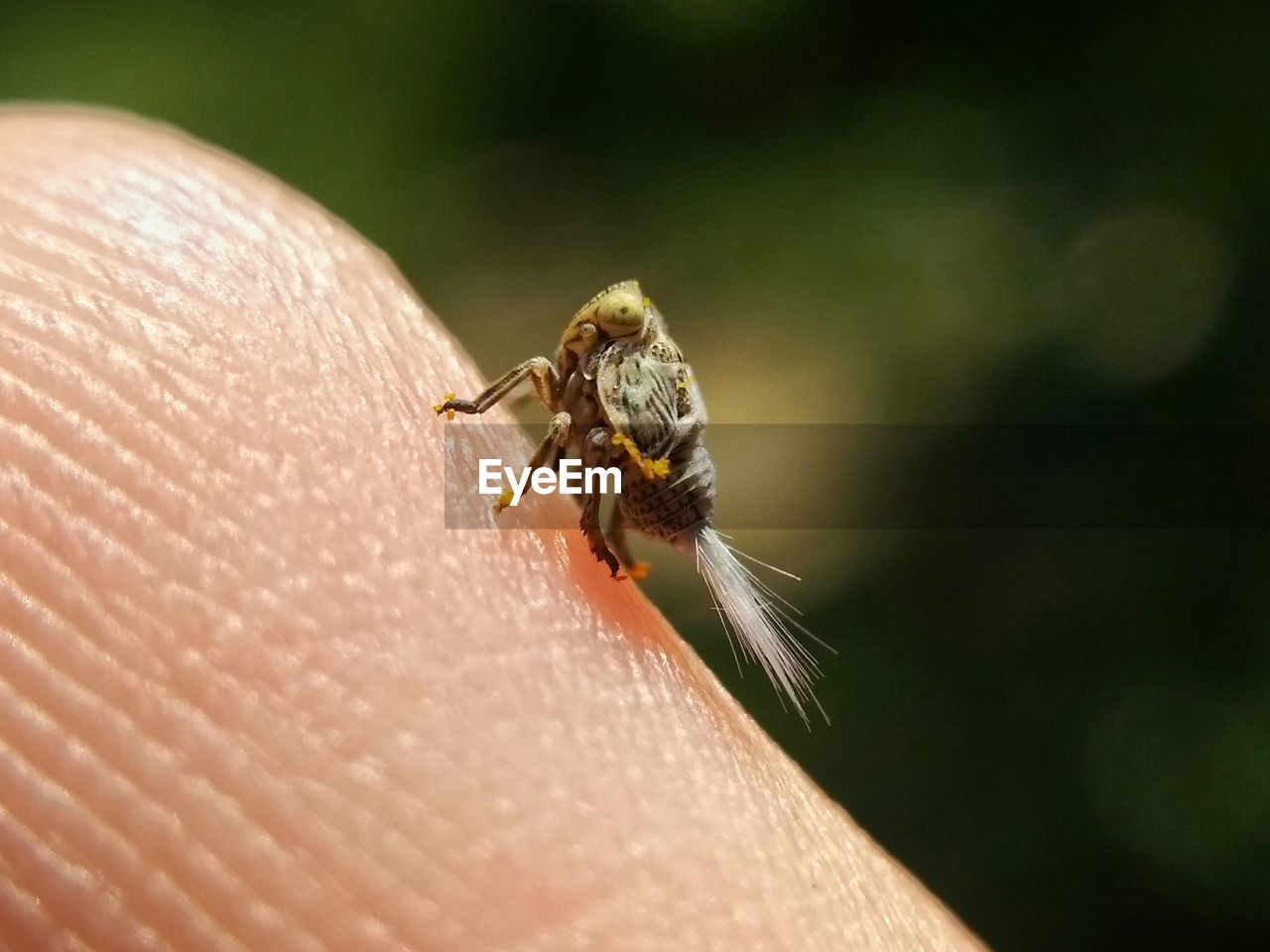 Close-up of insect on hand