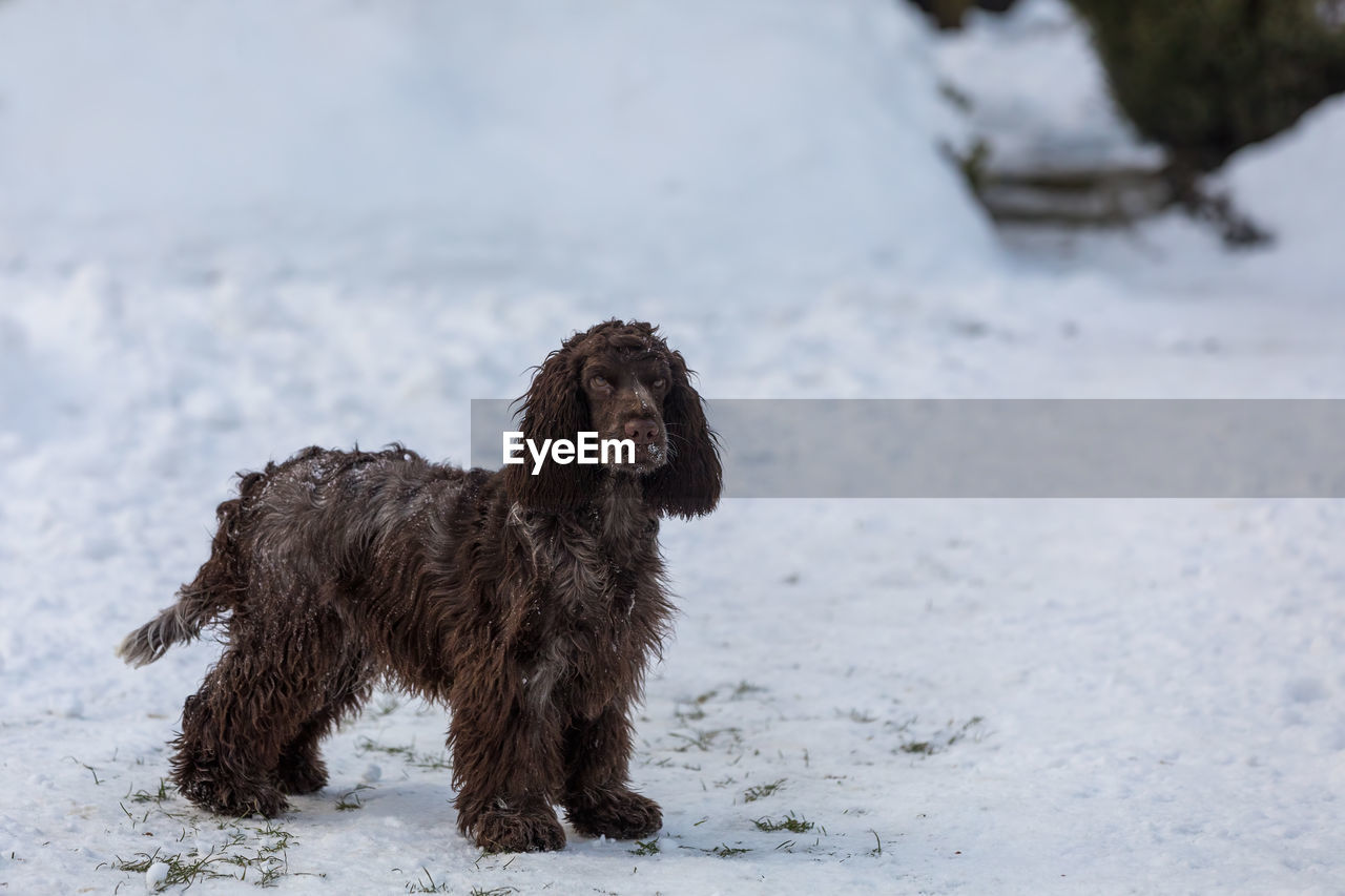 close-up of dogs standing on snow