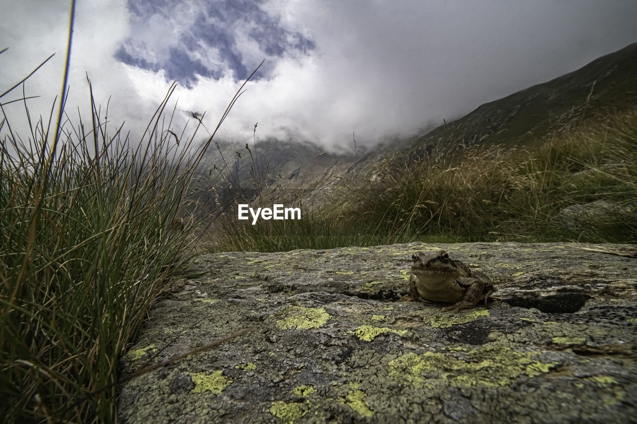 nature, wilderness, mountain, cloud, sky, rock, plant, environment, grass, landscape, beauty in nature, no people, land, natural environment, scenics - nature, fog, outdoors, morning, tranquility, ridge, animal wildlife, rural area, forest, day, water, tree, animal, non-urban scene, overcast, animal themes, travel, travel destinations