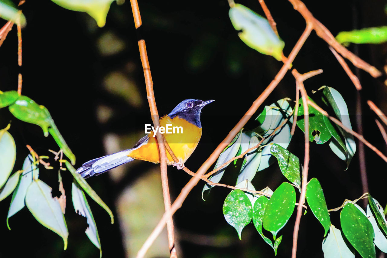 CLOSE-UP OF BIRD PERCHING ON A PLANT