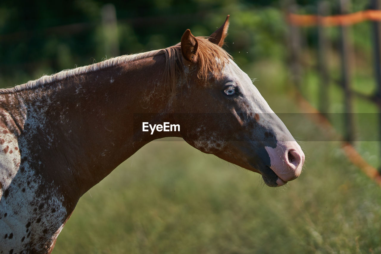 Side view of horse on field