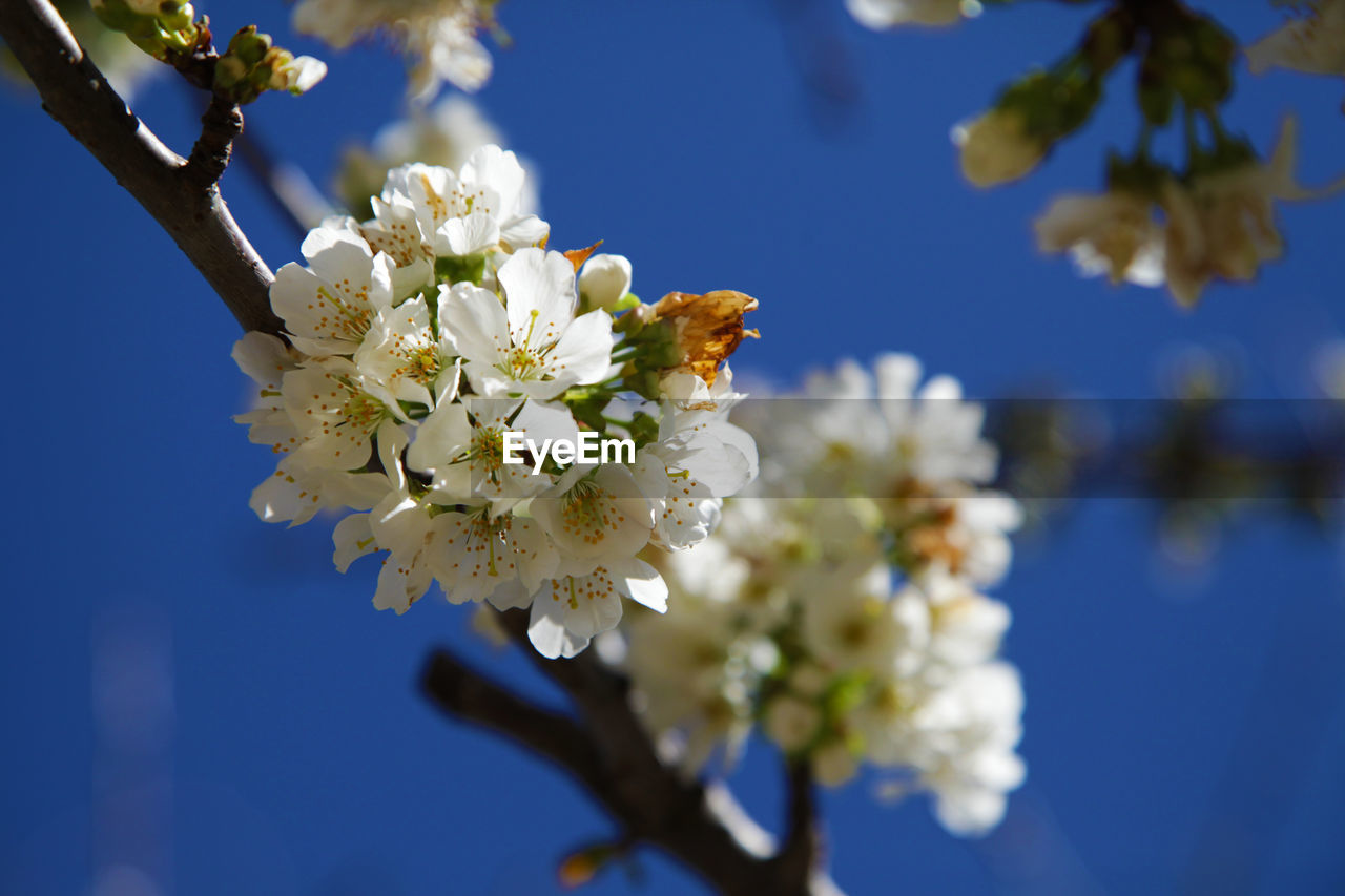 APPLE BLOSSOMS IN SPRING