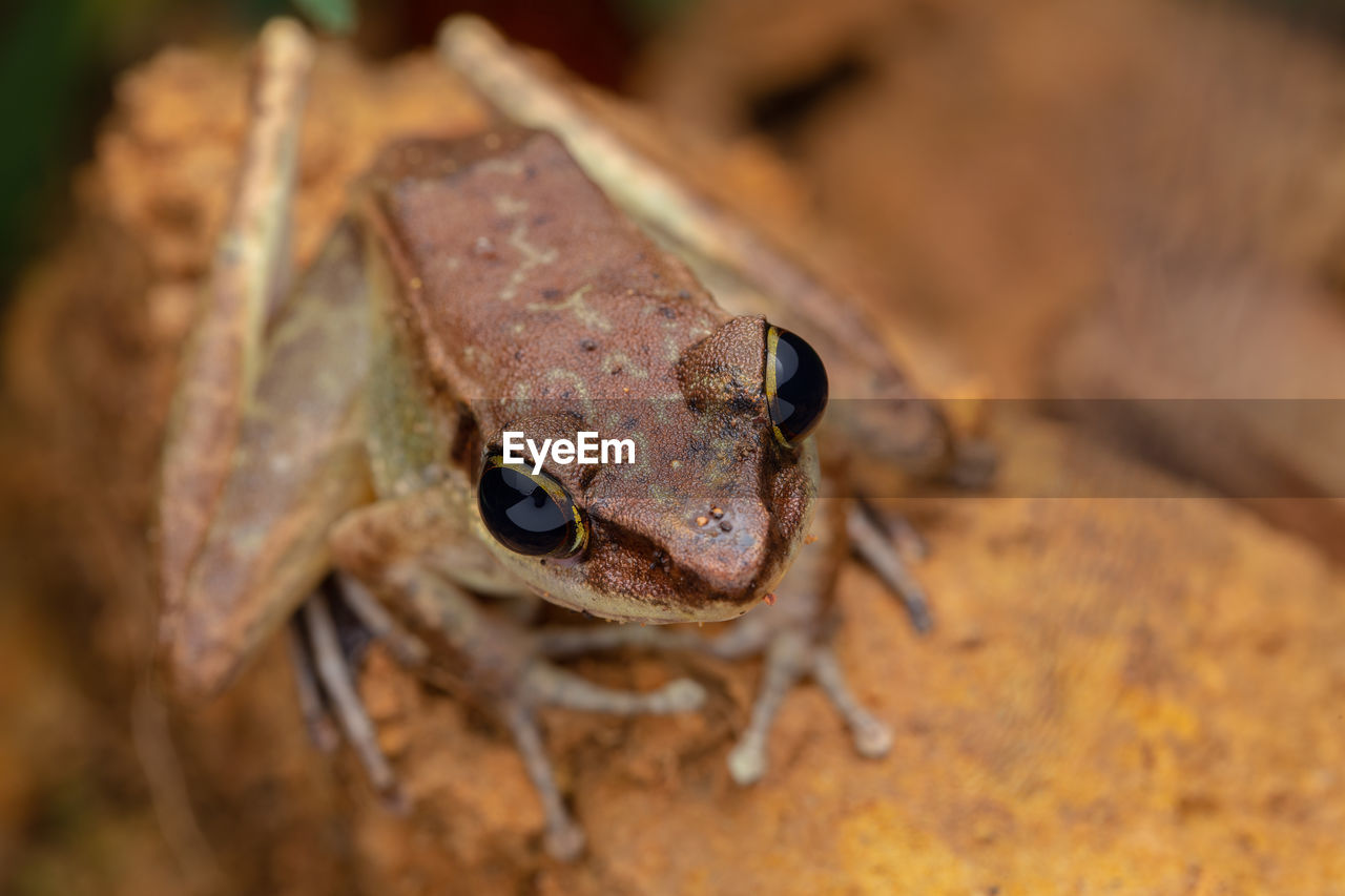 CLOSE-UP OF A FROG IN FIELD