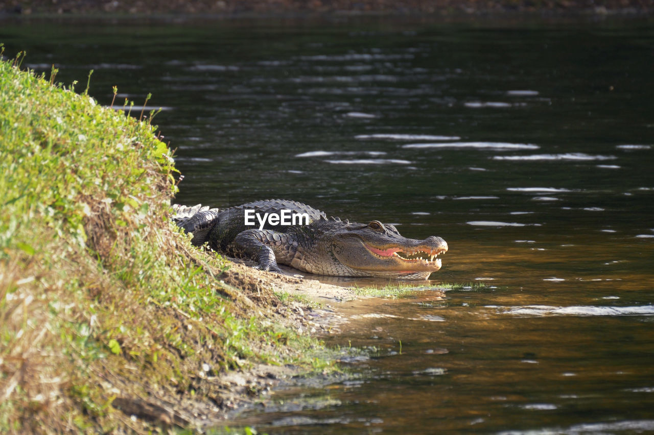 Alligator on shore of lake lies near water in a natural habitat. alligator laying near a pond