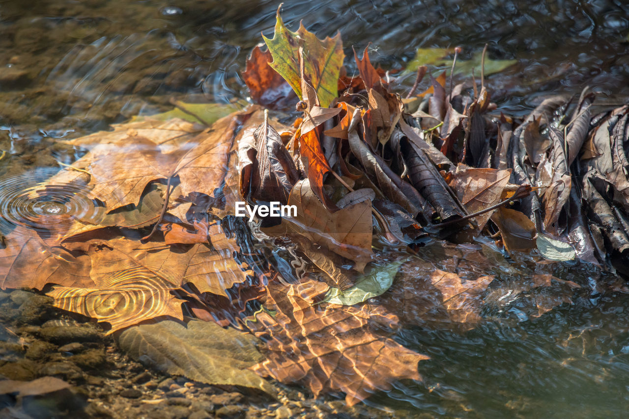 water, nature, no people, leaf, day, high angle view, autumn, land, outdoors, tree, plant part, tranquility, environment, wood, beauty in nature, lake, plant, sunlight, wet, reflection, dry