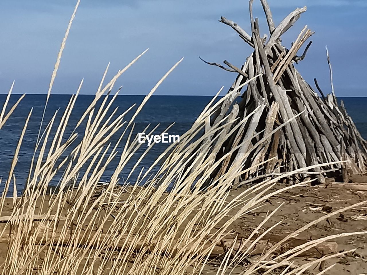 PLANTS GROWING ON BEACH AGAINST SKY