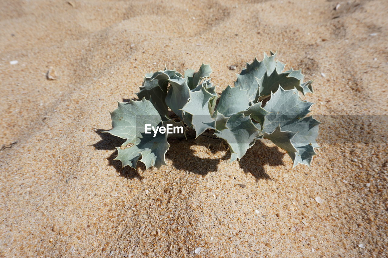 HIGH ANGLE VIEW OF PLANT ON SAND AT BEACH