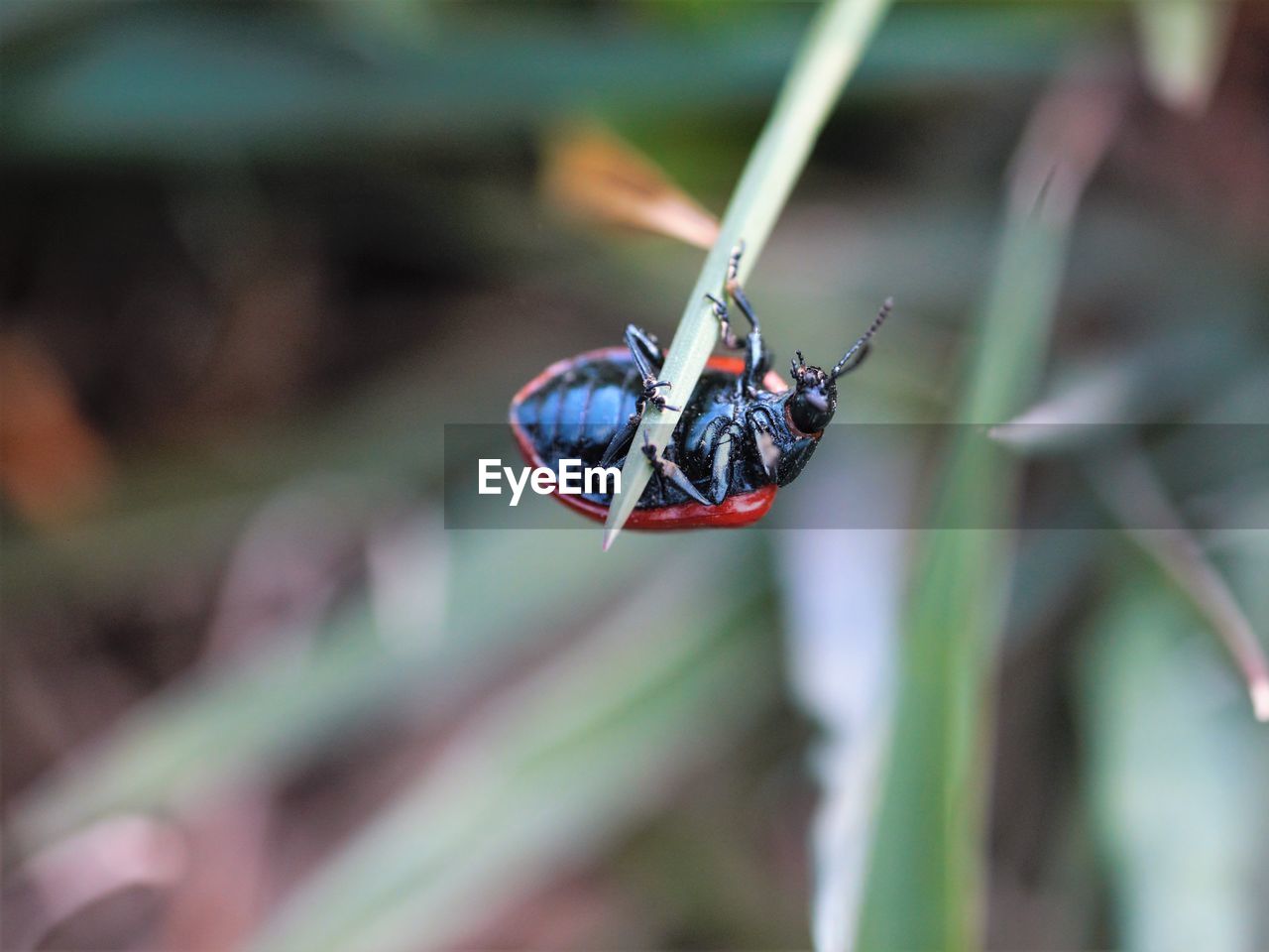 Close-up of ladybug on leaf