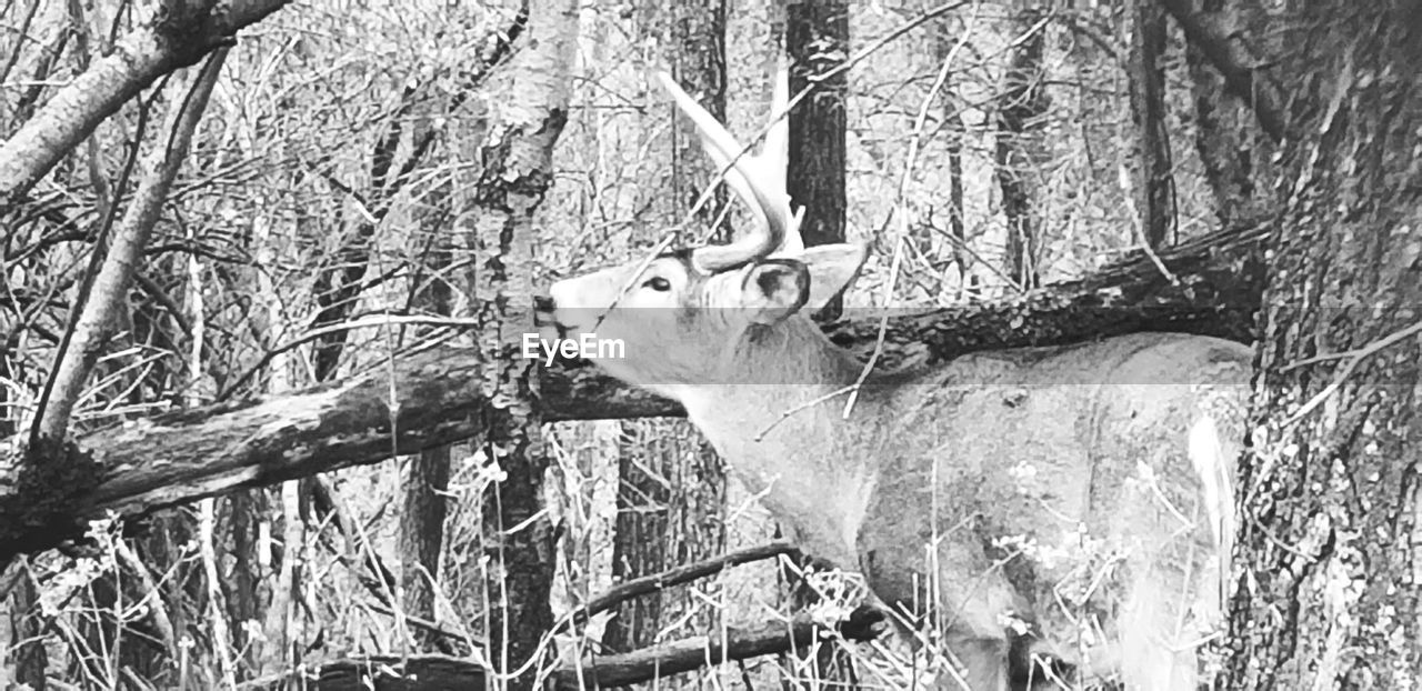 VIEW OF DEER THROUGH TREE TRUNK