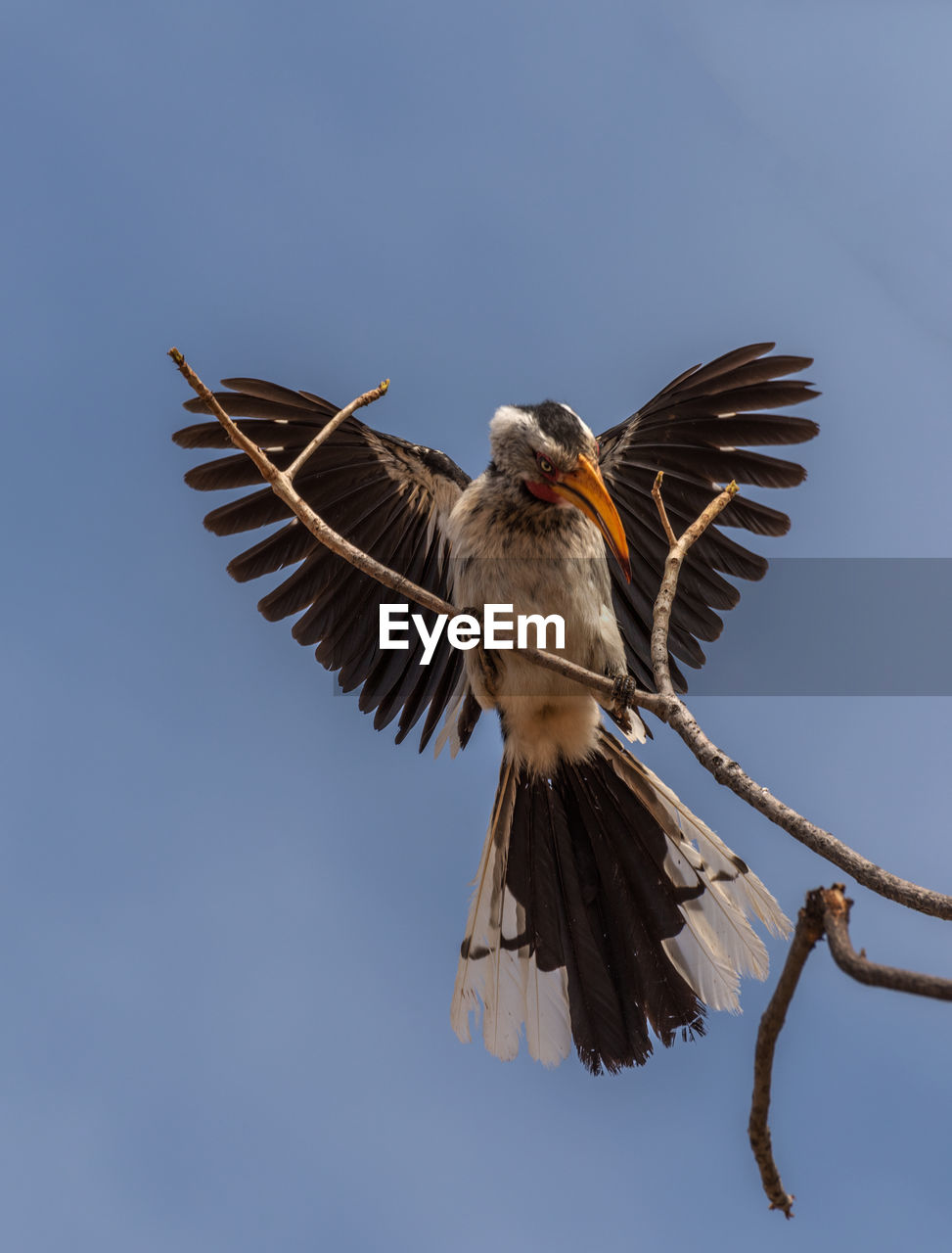 Southern yellow-billed hornbill, tockus leucomelas, on a branch, namibia