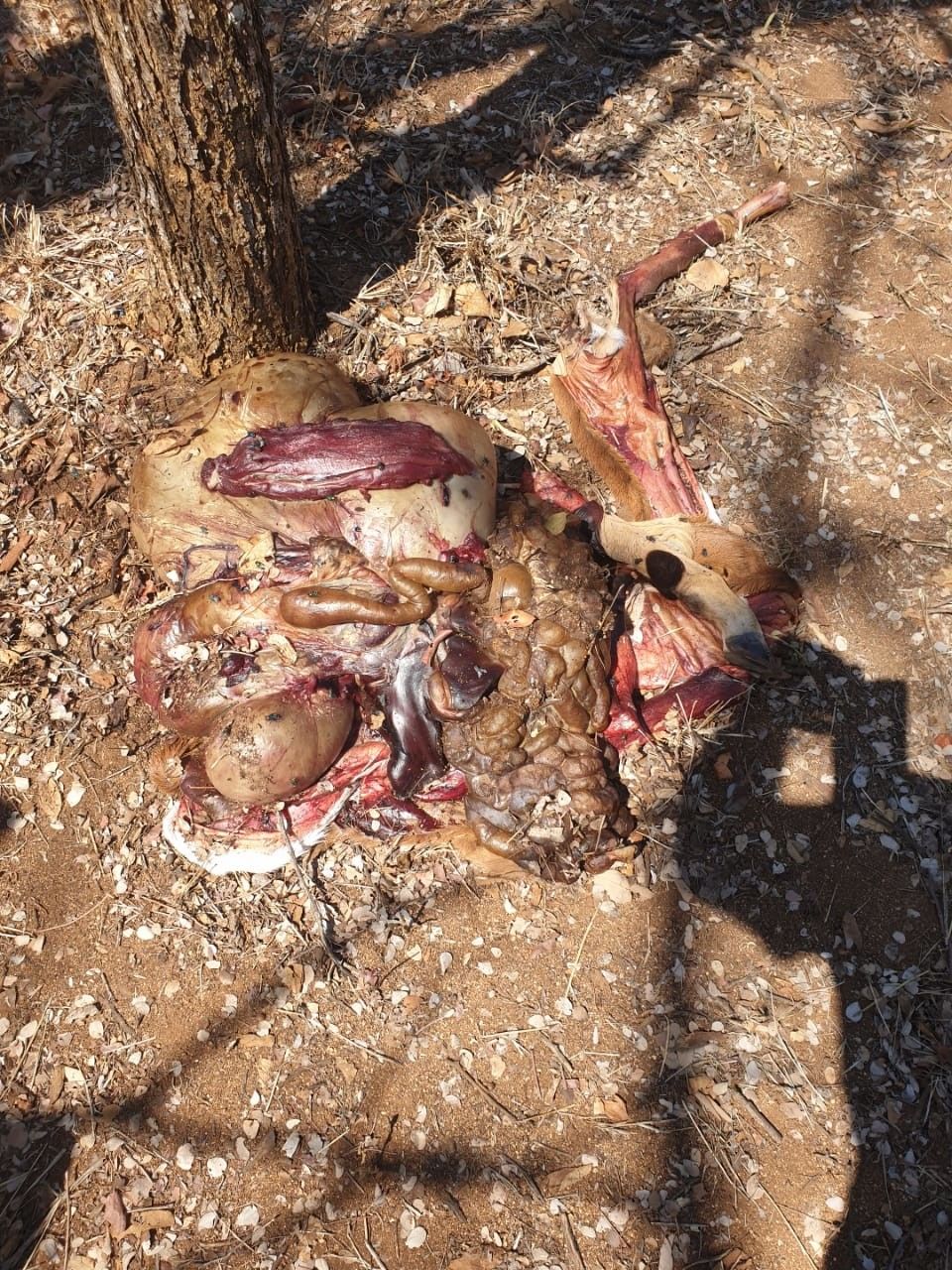 high angle view, sunlight, nature, land, day, beach, animal, no people, outdoors, sand, shadow, animal themes, food, animal wildlife, wildlife, crab, water, soil