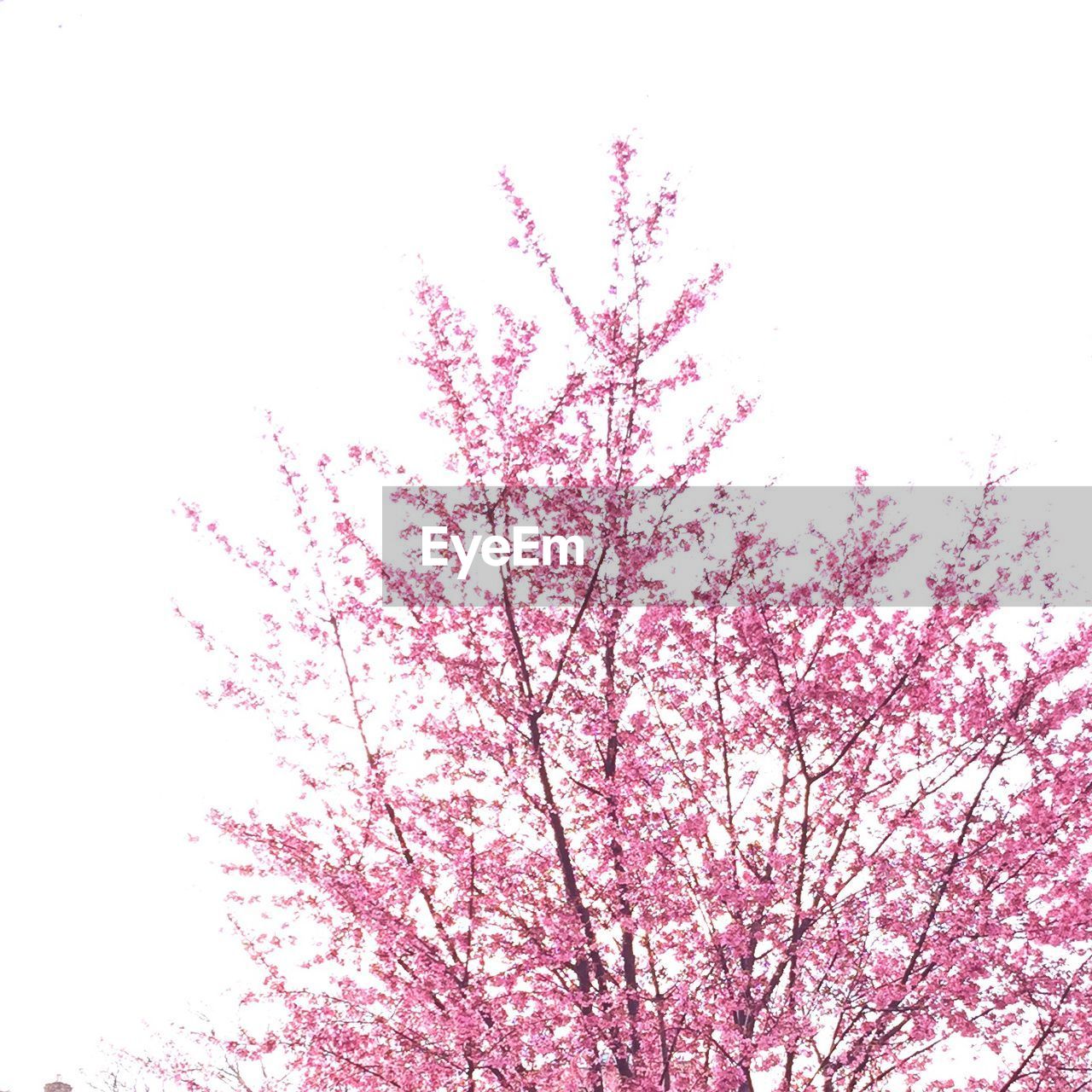 LOW ANGLE VIEW OF TREES AGAINST SKY