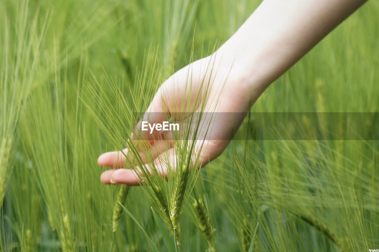CLOSE-UP OF HAND HOLDING WHEAT GROWING ON FARM