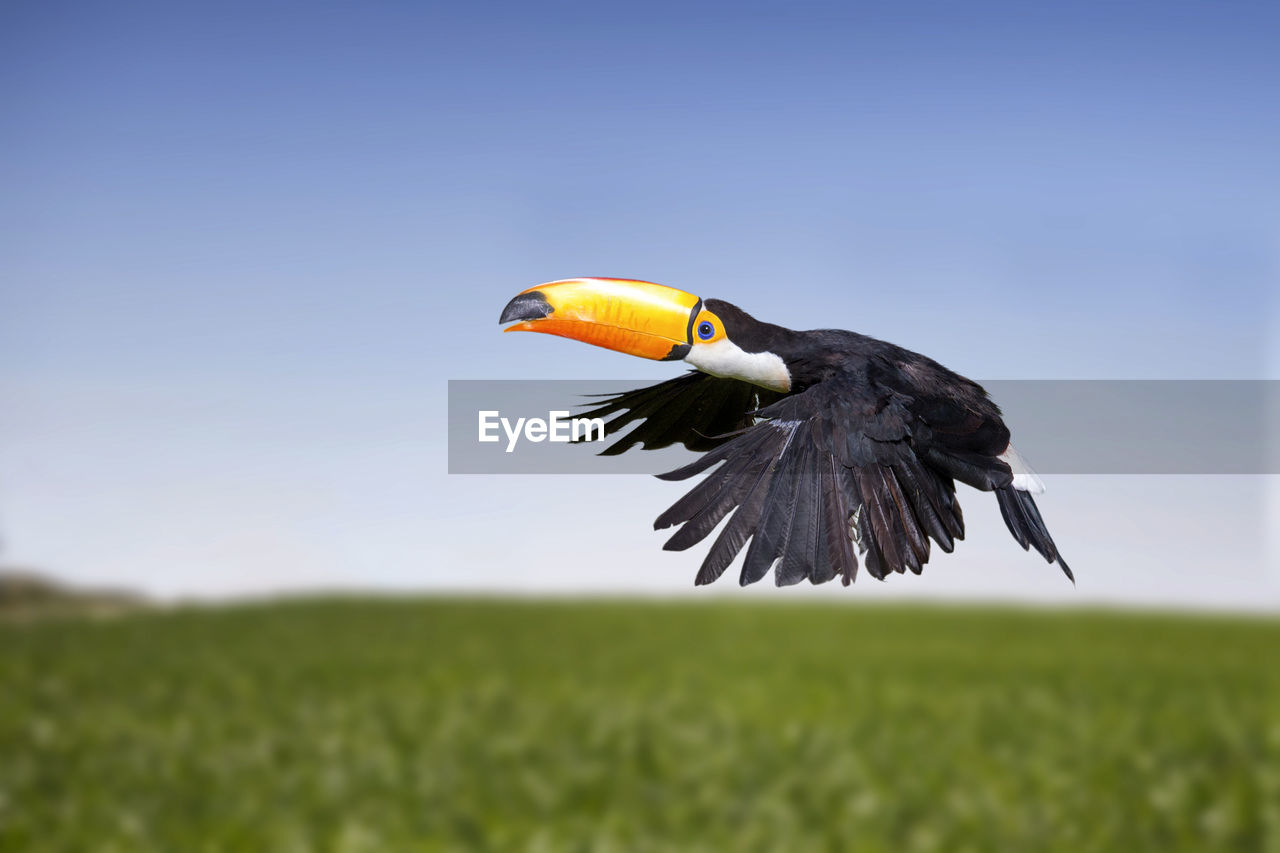 Toucan flying over grassy field against clear blue sky