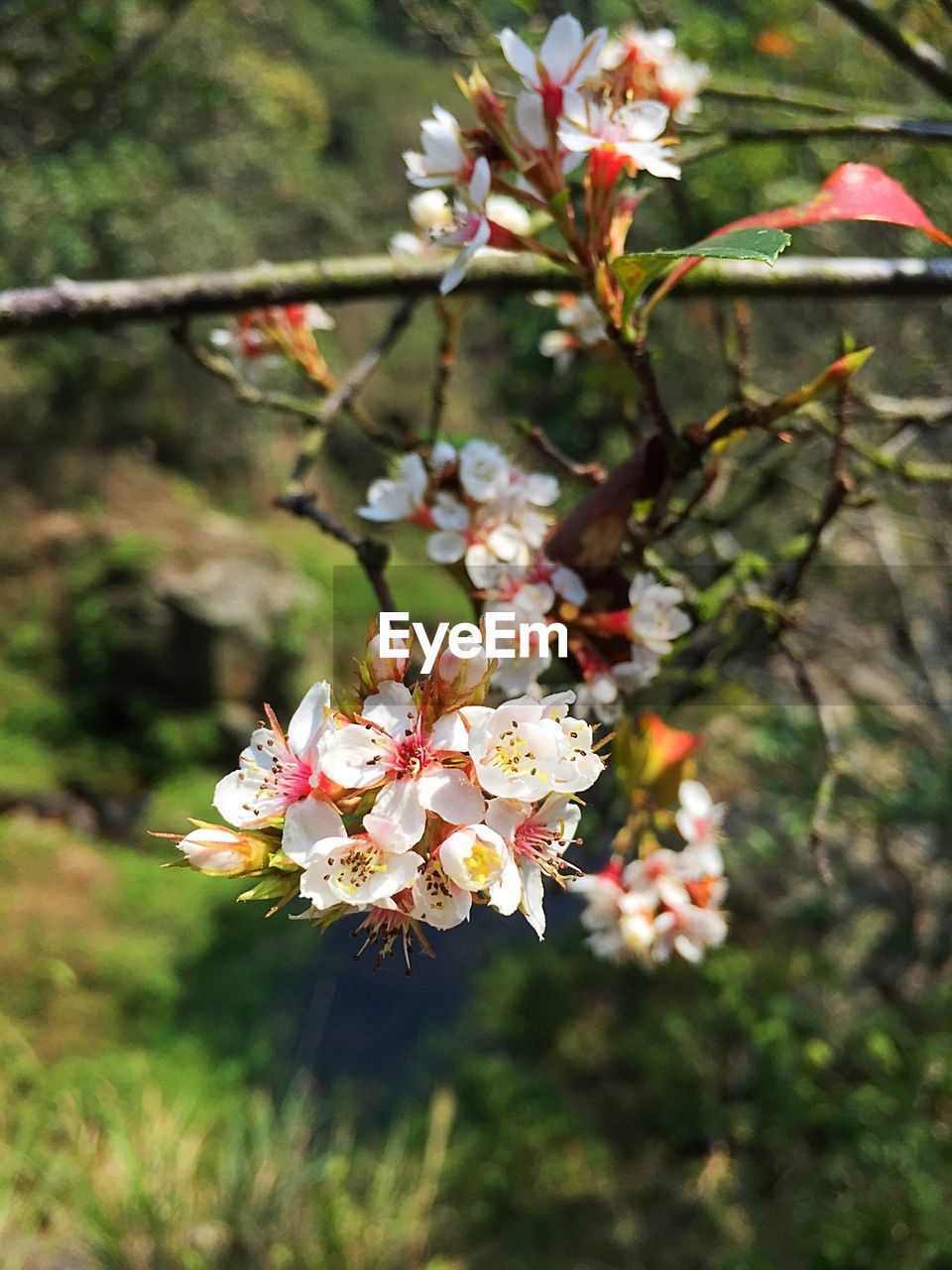 CLOSE-UP OF WHITE CHERRY BLOSSOM