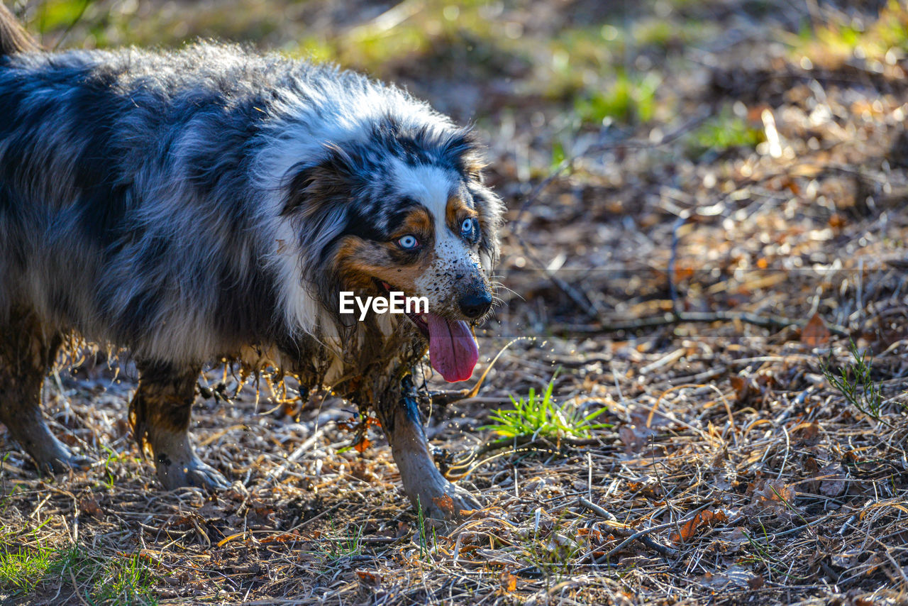 Dog running on field