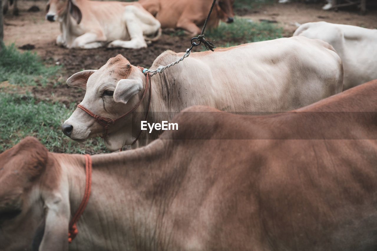 COWS ON FIELD