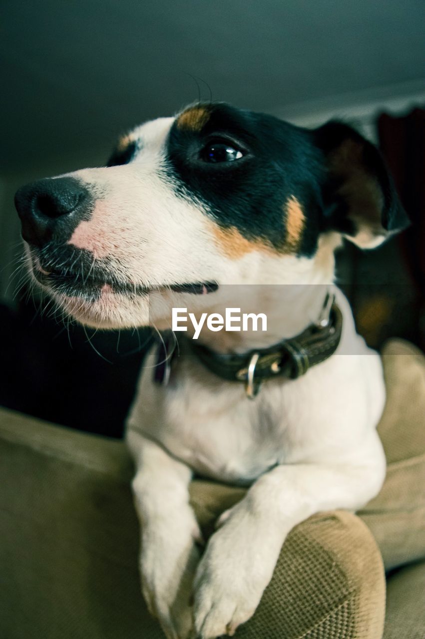 Close-up of dog sitting on sofa at home