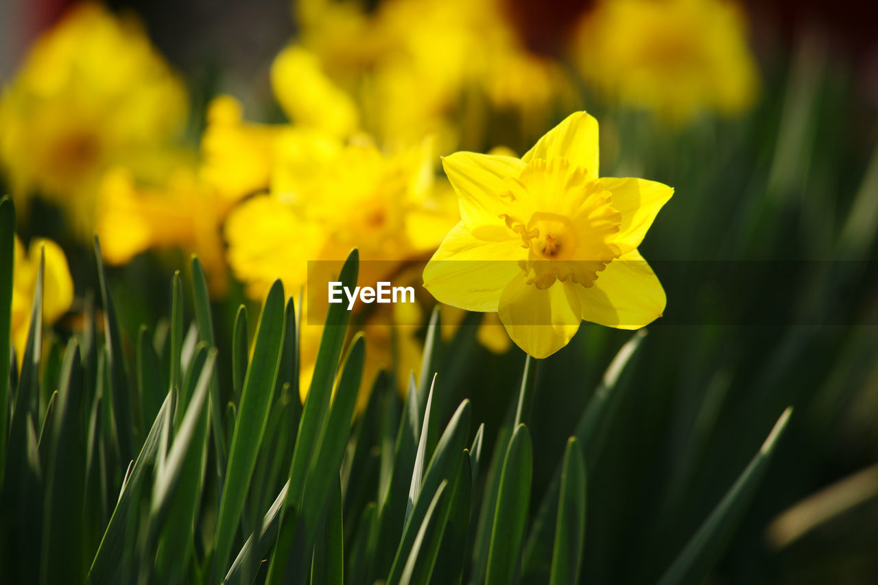 Close-up of yellow flowering plant on field