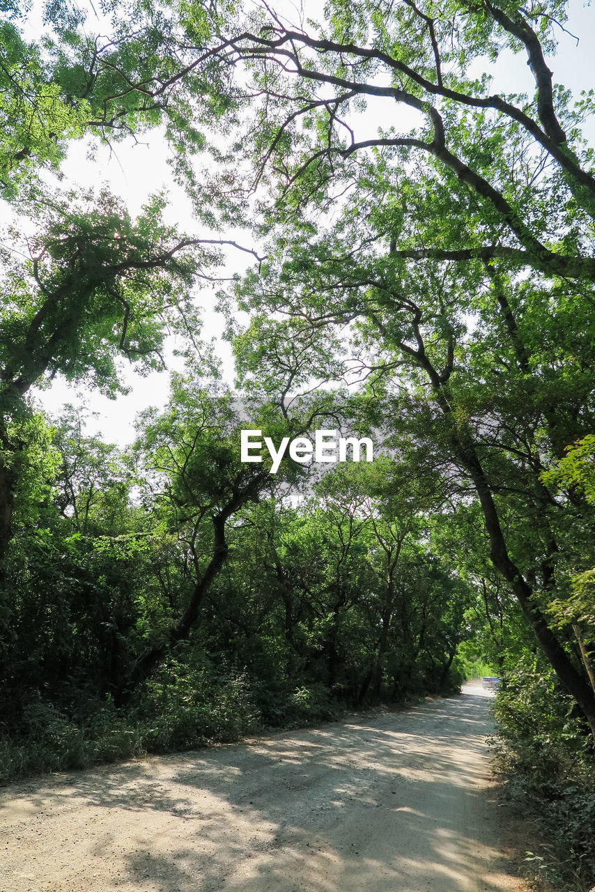 Road amidst trees in forest