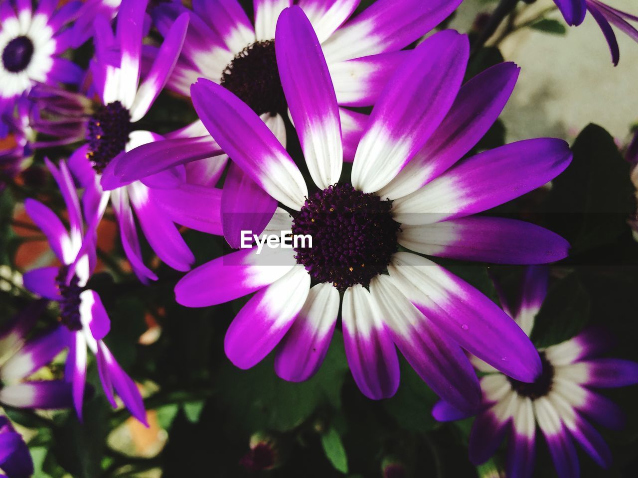 High angle view of purple flowers blooming in backyard