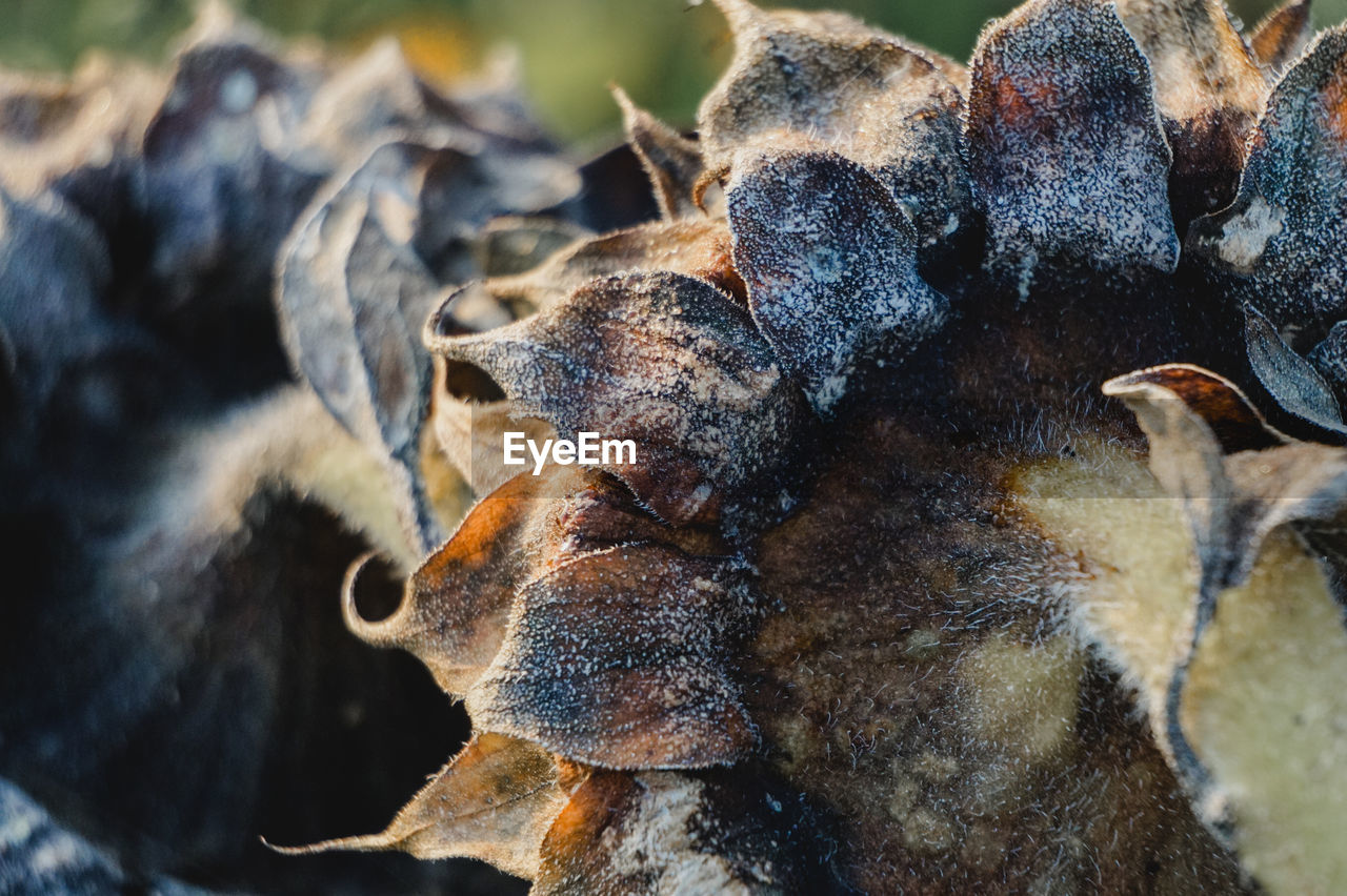 CLOSE-UP OF DEAD PLANT