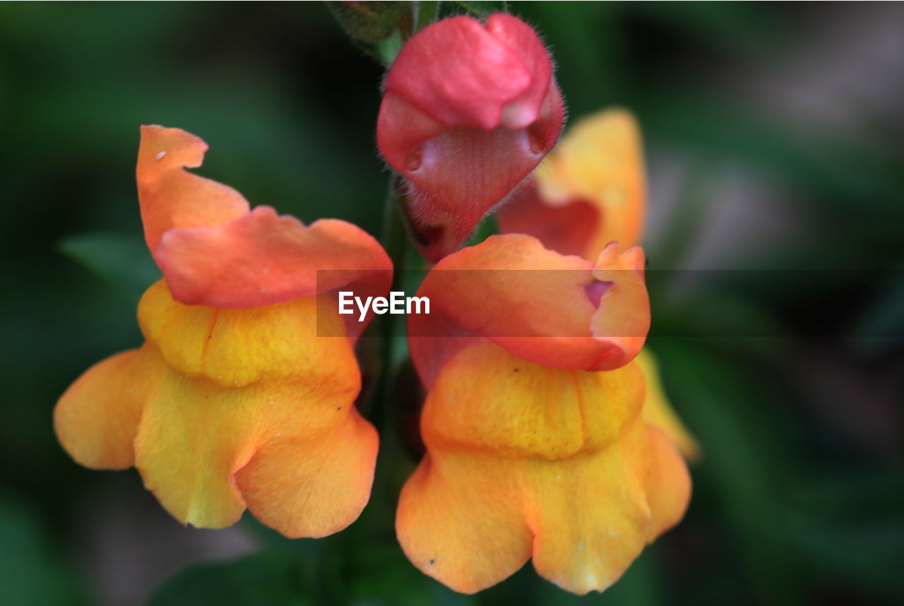 CLOSE-UP OF ROSE BUD