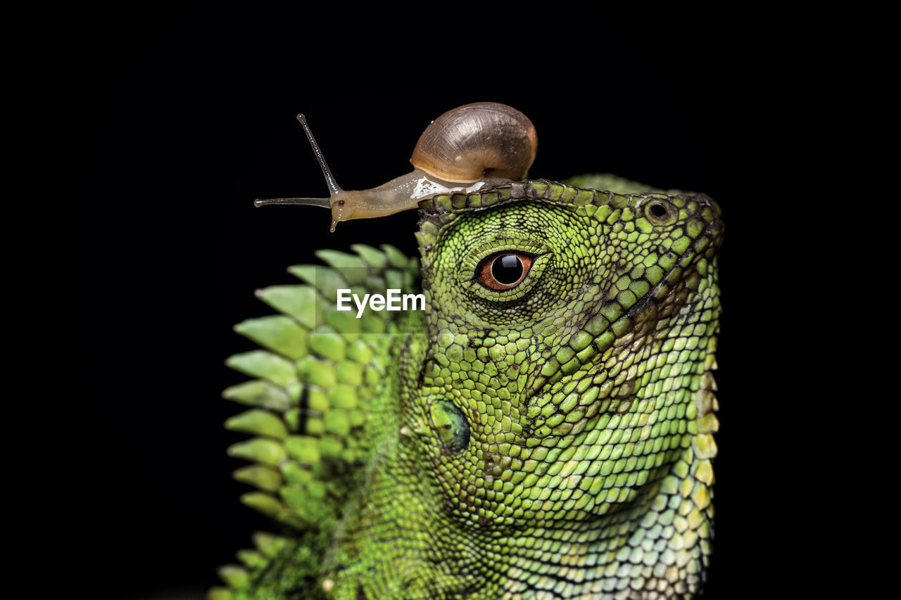 Close-up of snail on lizard against black background