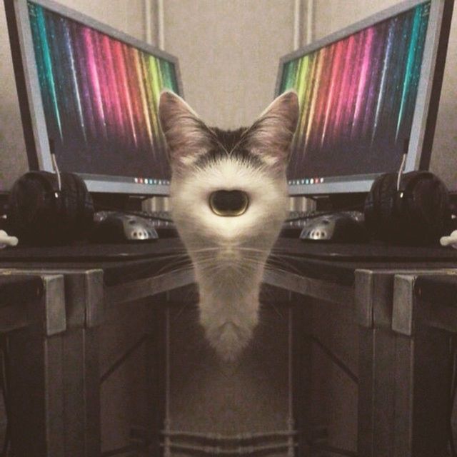 cat, domestic cat, animal themes, animal, mammal, pet, domestic animals, one animal, feline, portrait, looking at camera, small to medium-sized cats, computer monitor, indoors, felidae, technology, carnivore, no people, animal body part, whiskers, kitten, computer, computer equipment, television, laptop