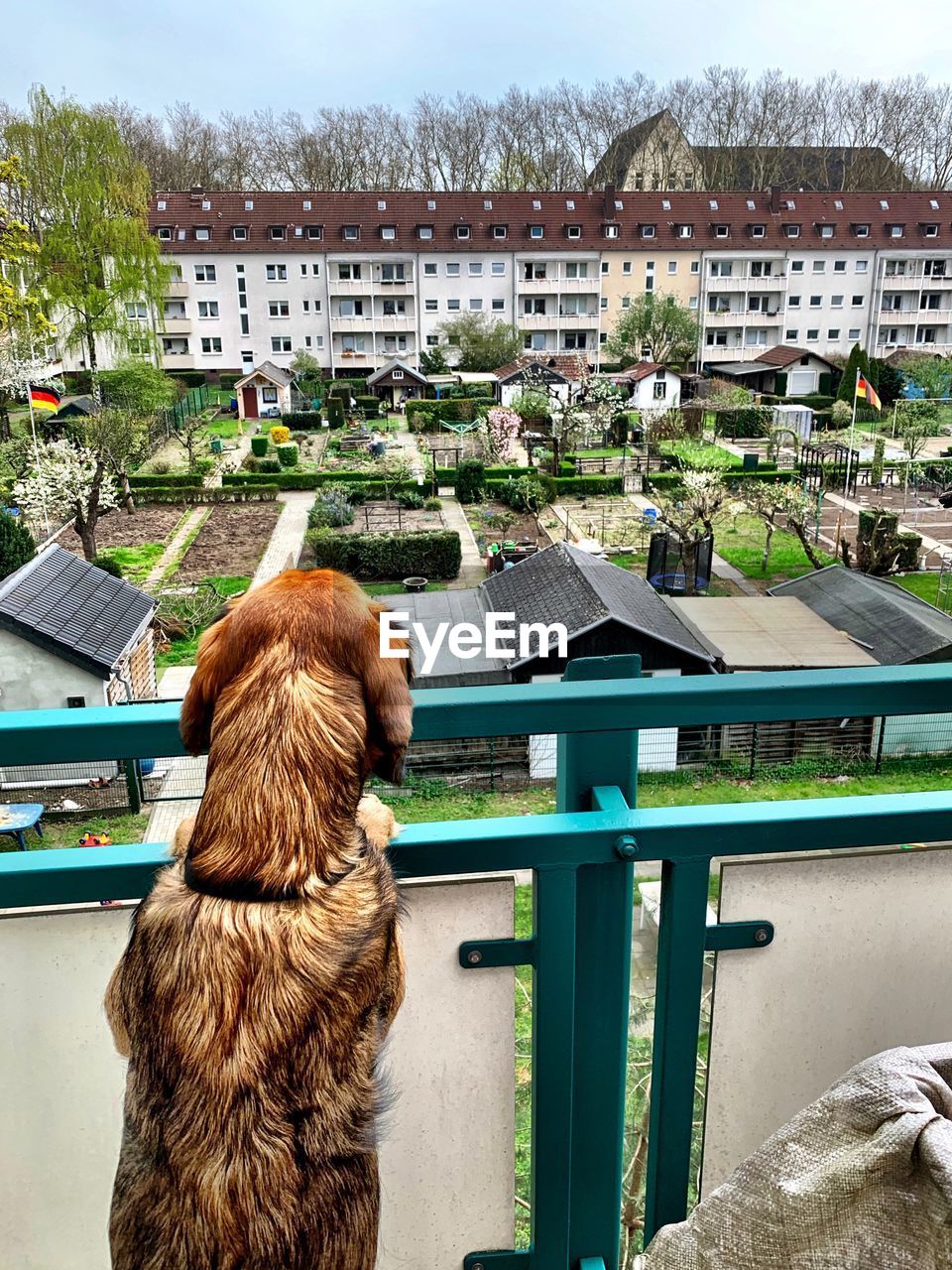 DOG LOOKING AT SWIMMING POOL AGAINST BUILDINGS