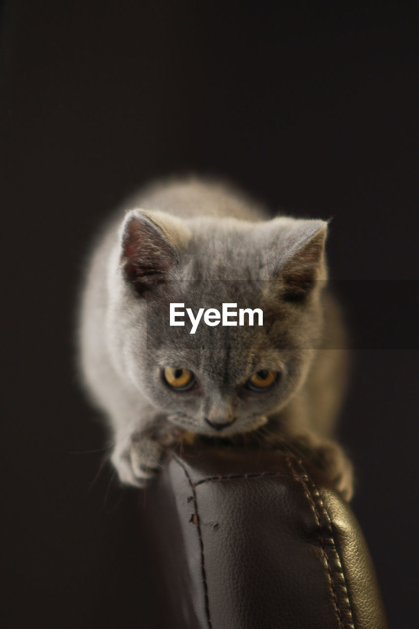 CLOSE-UP PORTRAIT OF A BIRD AGAINST BLACK BACKGROUND