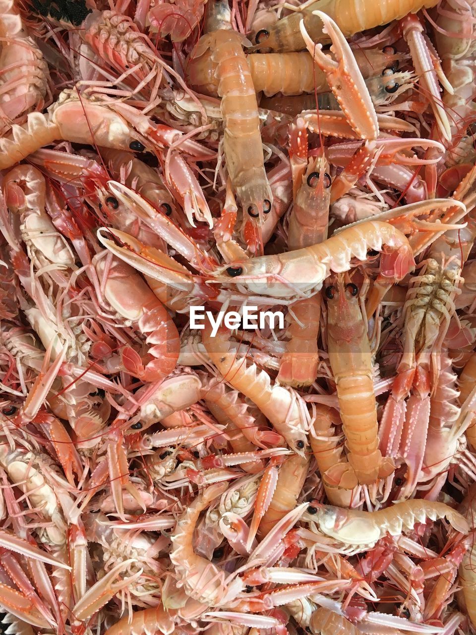 Full frame shot of shrimps for sale in market