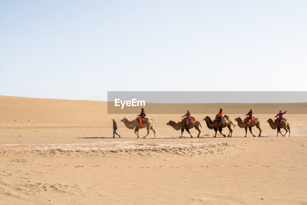 People riding camels in desert against clear sky