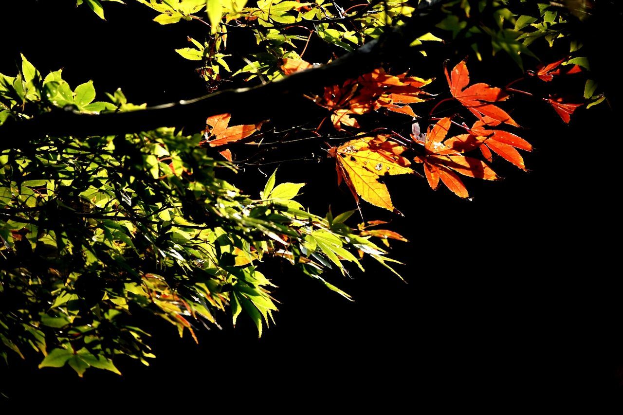 LOW ANGLE VIEW OF TREE