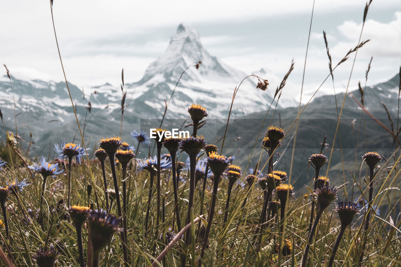 Close-up of flowering plants on field against sky and matterhorn