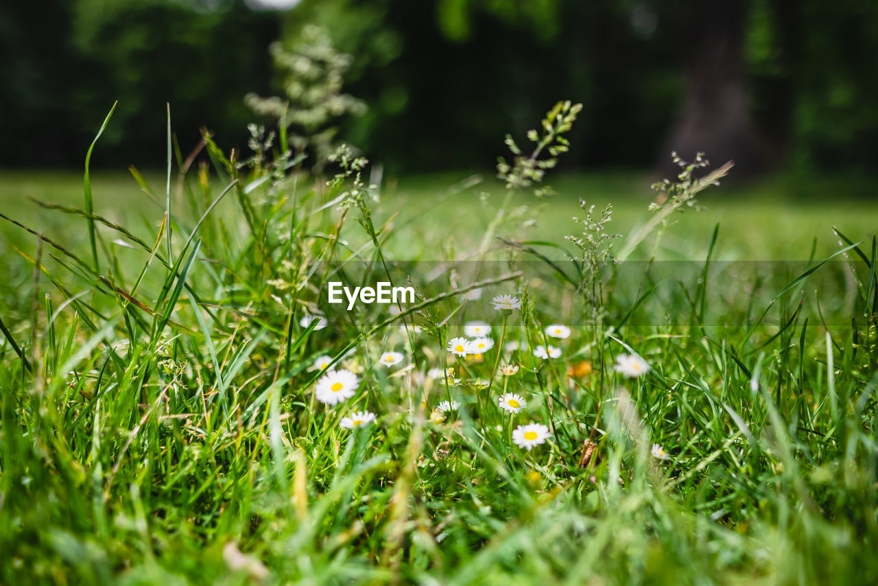 green, plant, grass, lawn, nature, meadow, flower, beauty in nature, grassland, growth, natural environment, selective focus, land, field, flowering plant, freshness, leaf, no people, sunlight, outdoors, day, environment, macro photography, close-up, summer, springtime, fragility, plain, tranquility, prairie, landscape, woodland, wildflower