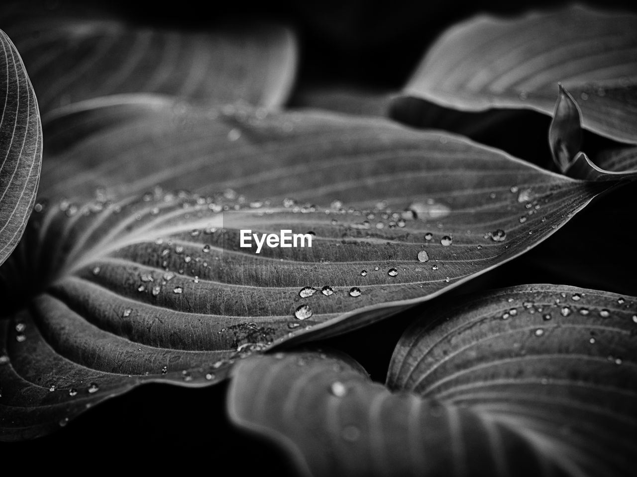 close-up, black and white, leaf, macro photography, black, monochrome photography, monochrome, water, drop, plant, plant part, growth, petal, nature, beauty in nature, darkness, flower, wet, freshness, no people, fragility, selective focus, still life photography, flowering plant, outdoors, dew, black background, botany